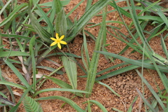 Curculigo orchioides